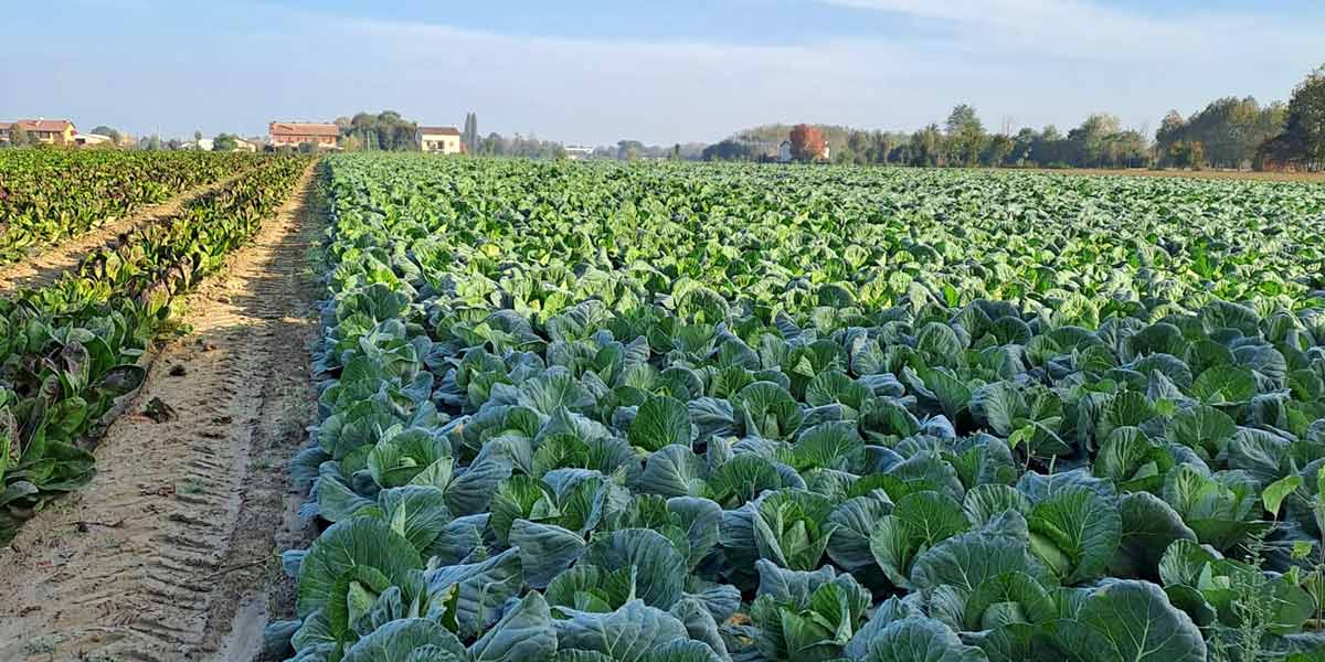 Cavolo cappuccio, una partenza a rilento